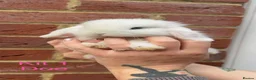 Mini Lop rabbits for sale: Purebred Mini Lops - Advert 2
