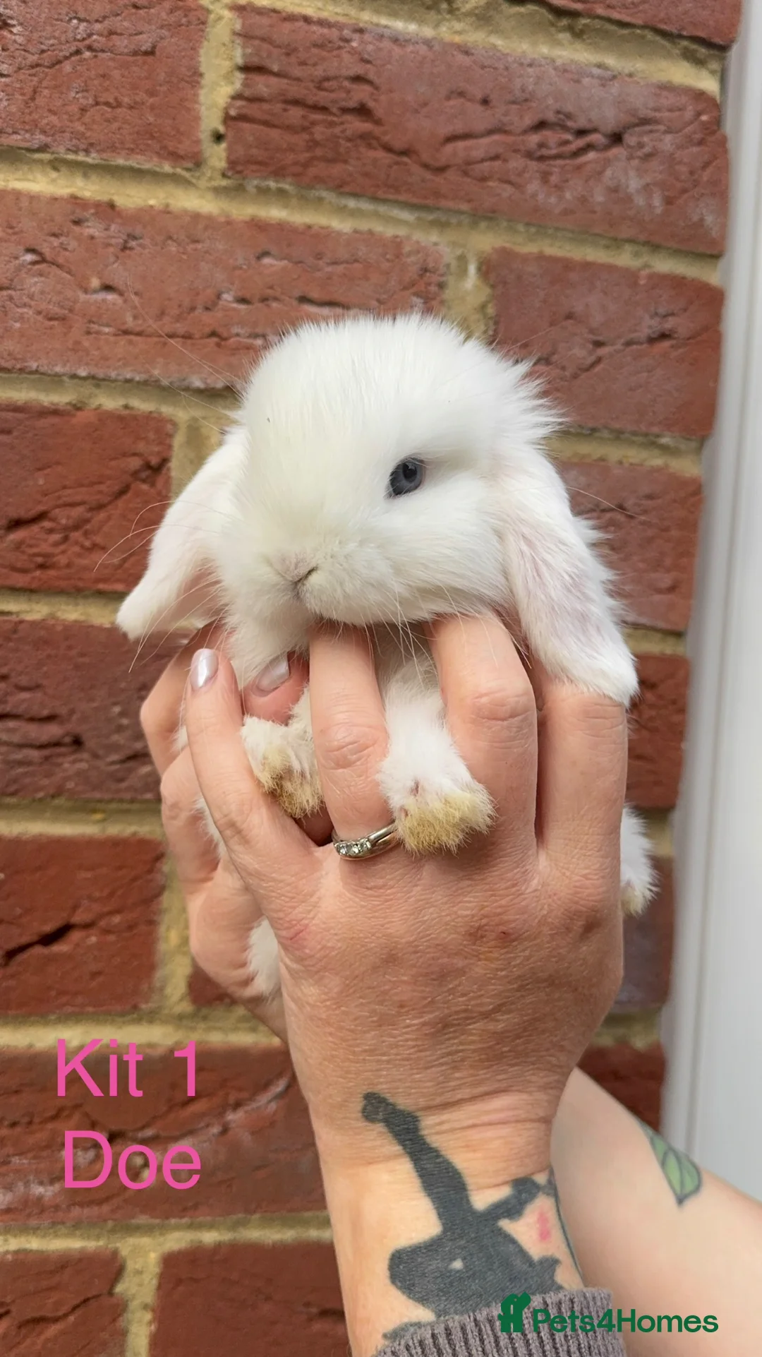 Mini Lop rabbits for sale: Purebred Mini Lops - Advert 2