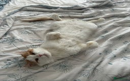 Mixed Breed cats for adoption: TEAPOT ! - THE MOST AFFECTIONATE BOY YOU CAN ADOPT - Image 9