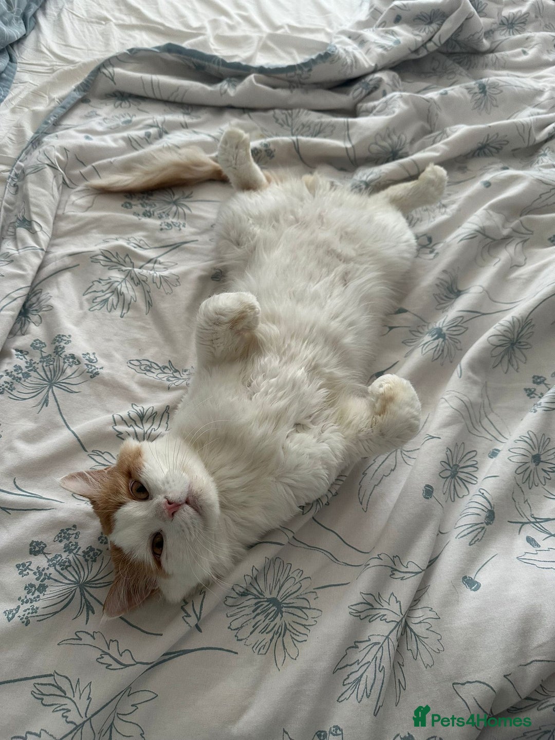 Mixed Breed cats for adoption: TEAPOT ! - THE MOST AFFECTIONATE BOY YOU CAN ADOPT - Image 9