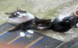 Mixed Breed cats for sale: For sale - Image 7