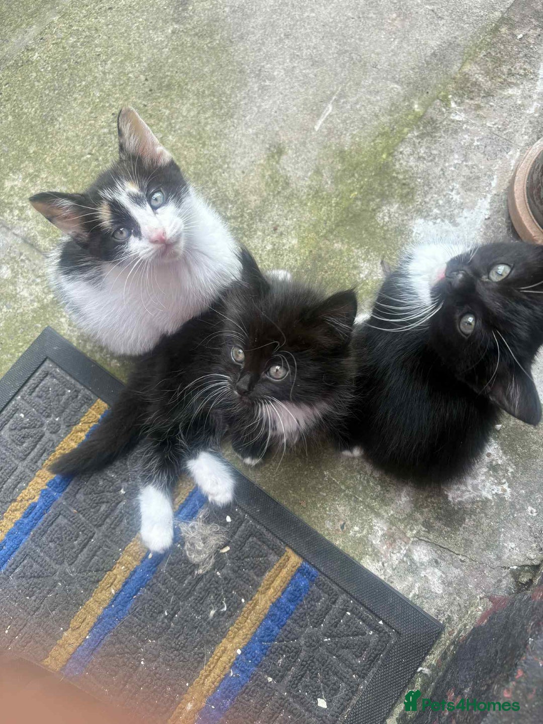 Mixed Breed cats for sale: For sale - Image 7