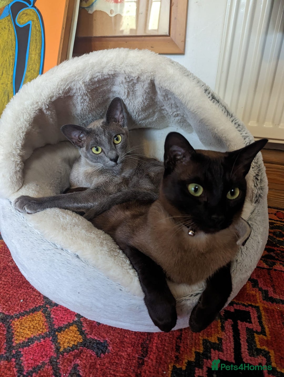 Tonkinese cats for sale: Superb Tonkdoll Kittens - Image 15
