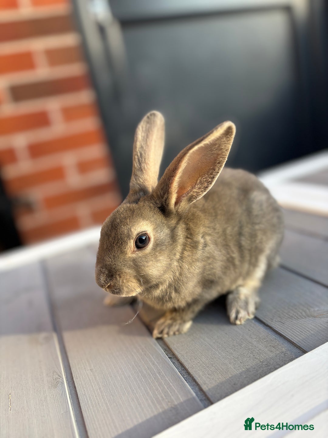 Rex rabbits for sale: *only 3 left* Mini rex x READY WEDNESDAY! 🐰  in Alfreton - Image 4