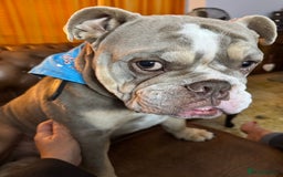 English Bulldog dogs for sale: Forever home needed - Image 5
