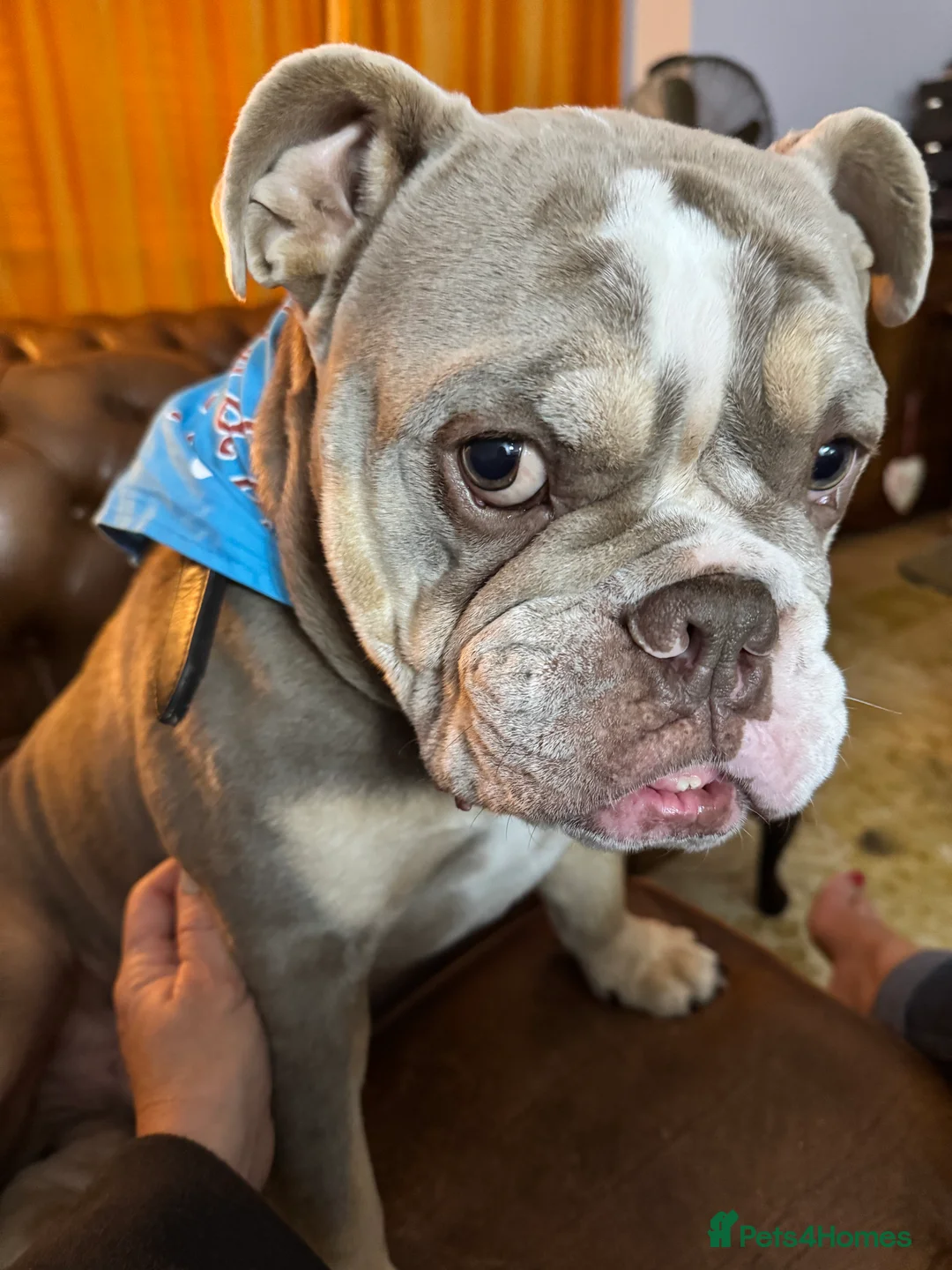 English Bulldog dogs for sale: Forever home needed - Advert 5