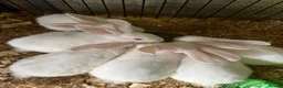 New Zealand rabbits for sale: Breeding pair of New Zealand whites - Advert 3