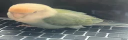 Parrots birds for sale: Lovable Parrots Ready for Caring Homes in Hornchurch - Advert 2
