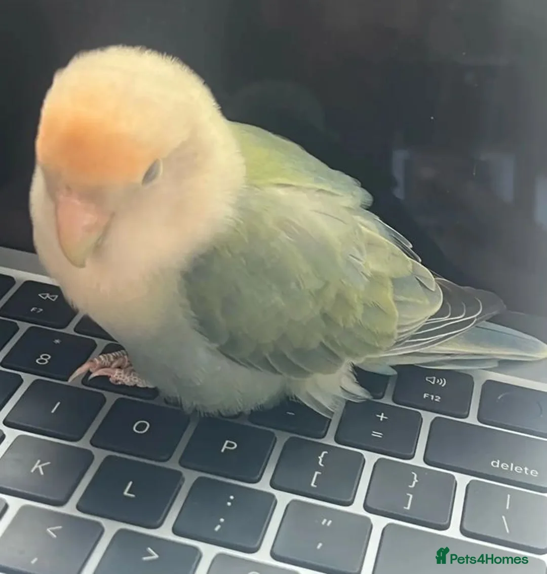 Parrots birds for sale: Lovable Parrots Ready for Caring Homes in Hornchurch - Advert 2