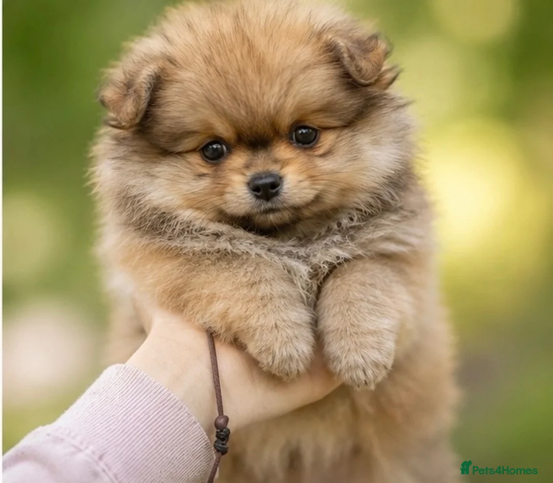 Pomeranian dogs for sale: Lion 🦁 Pomeranian Puppy  - Advert 2