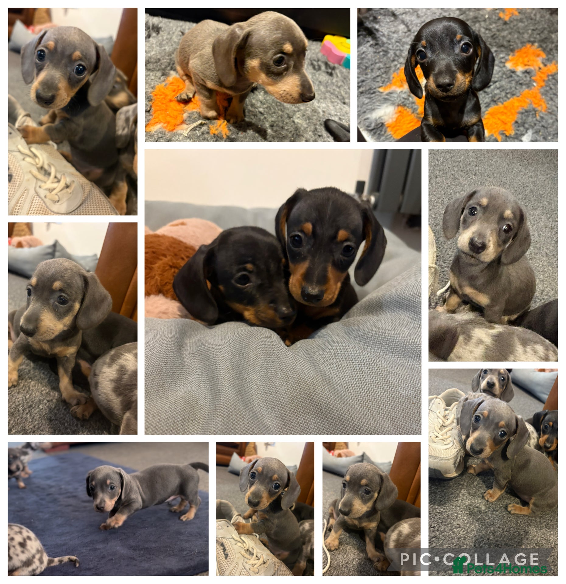 Miniature Dachshund dogs * Ready Now *KC registered Miniature Dachshund - Advert 3
