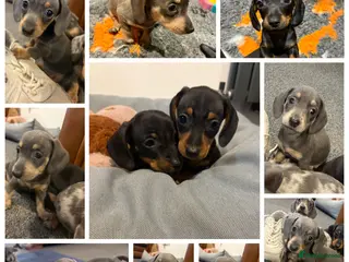 Miniature Dachshund dogs * Ready Now *KC registered Miniature Dachshund - Advert 3