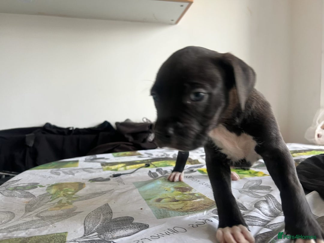 Mixed Breed dogs for sale: Cane corso x staff puppies  - Image 6