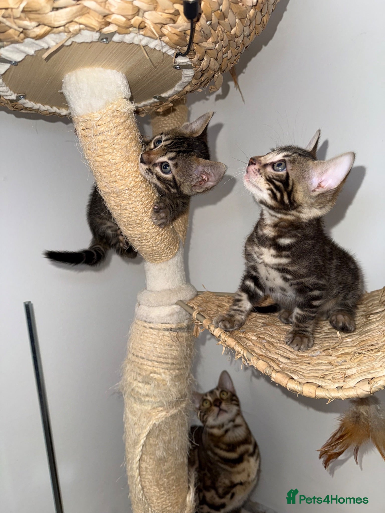 Bengal cats Unique Bloodline Bengals Tica Reg - Advert 2