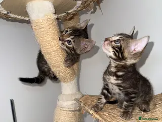 Bengal cats Unique Bloodline Bengals Tica Reg - Advert 2