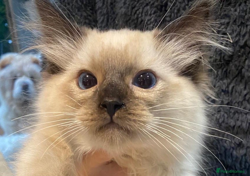 Ragdoll cats 3x stunning GCCF reg ragdolls remanding.   - Advert 1