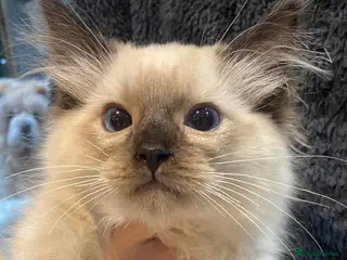 Ragdoll cats 3x stunning GCCF reg ragdolls remanding. - Advert 1