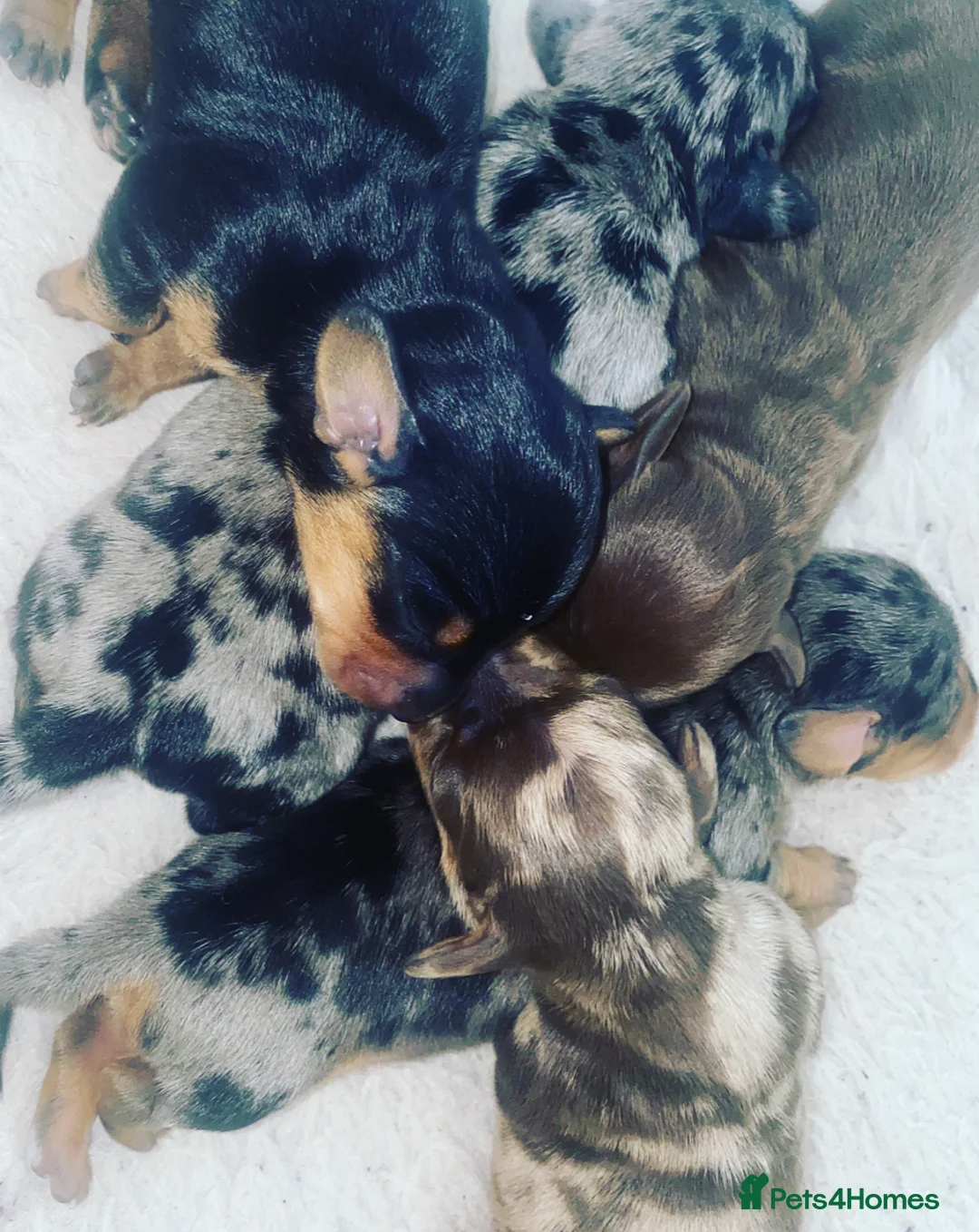 Miniature Dachshund dogs for stud: Kc reg IVDD screened pra clear mini smooth  in Newton Abbot - Advert 37