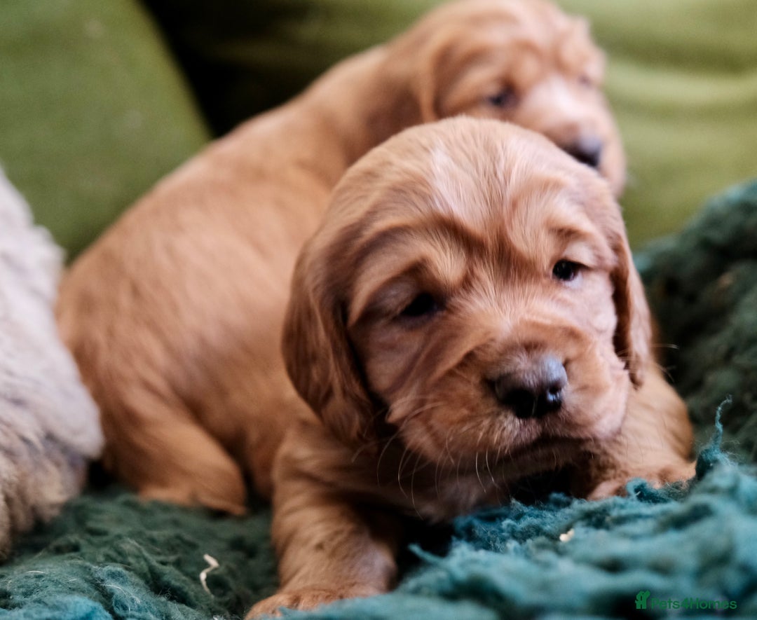 Cocker Spaniel dogs for sale: Golden / Red Working Cocker Puppy Kennel Club reg - Image 3