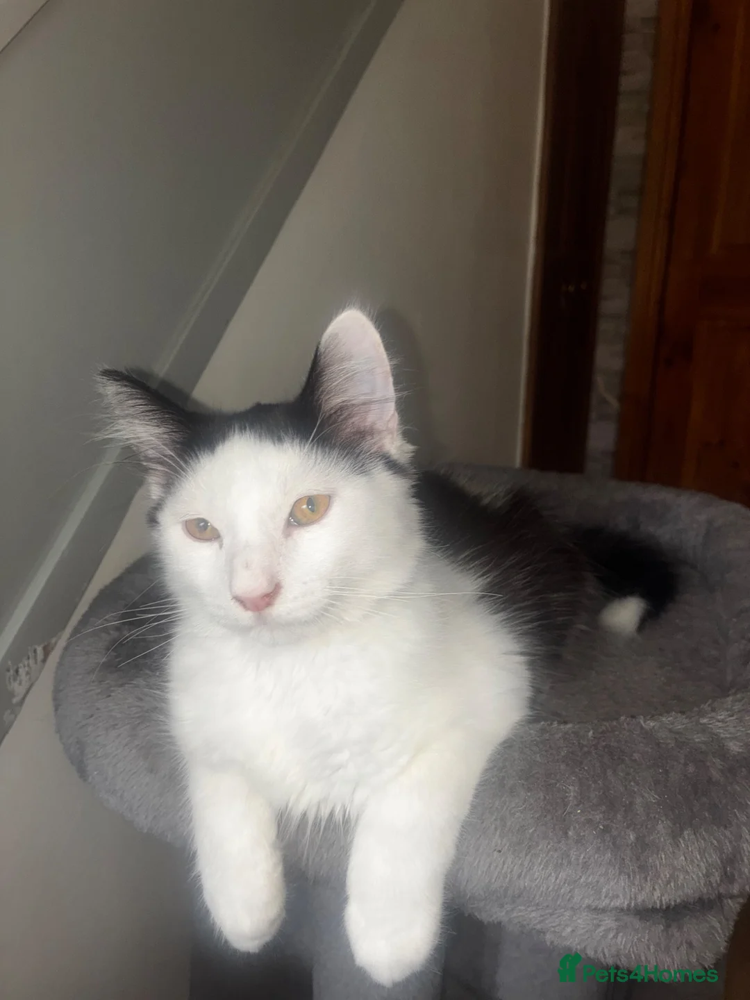 British Longhair cats for sale: 4 Beautiful Kittens Left  - Advert 1