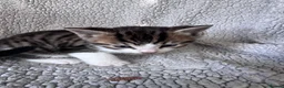 Mixed Breed cats for sale: 8 Beautiful mixed breed kittens looking for a home - Advert 17