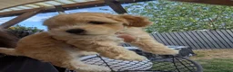 Maltipoo dogs for sale: Tiny Maltipoo, NEW PRICE 😍🐕🐕🥰 - Advert 9