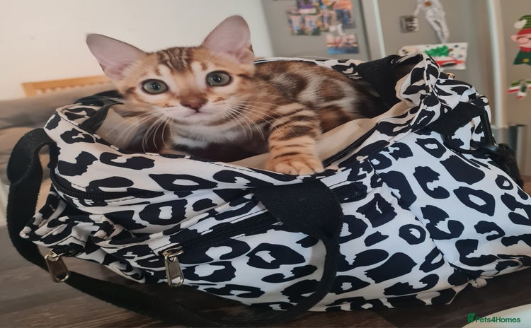 Bengal cats - Advert 4