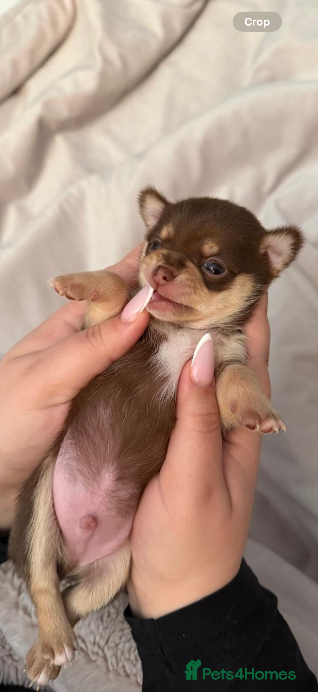Chihuahua dogs for sale: Beautiful Cream & chocolate tan Chihuahuas! - Advert 11