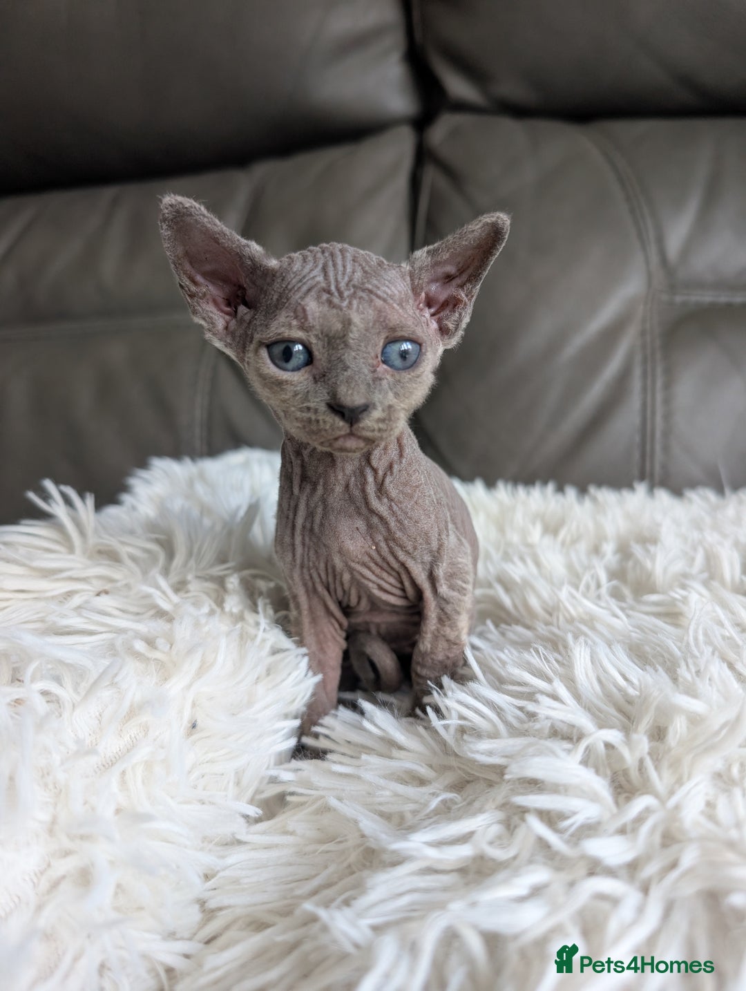 Sphynx cats for sale: Sphynx kittens - Image 14