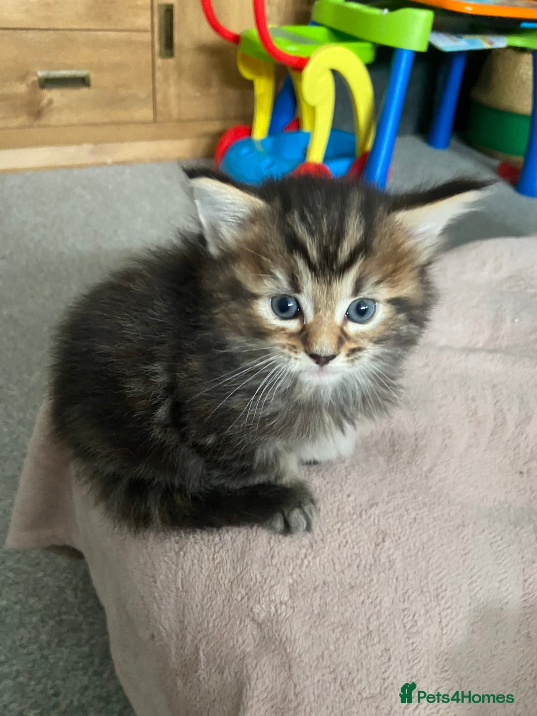Maine Coon cats for sale: Half Main Coon and Ragdoll - Image 7