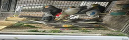 Cockatiels birds for sale: Baby cockatiel birds - Advert 6