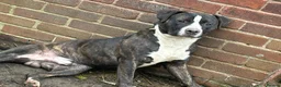 Staffordshire Bull Terrier dogs for stud: Staffy for stud  - Advert 2