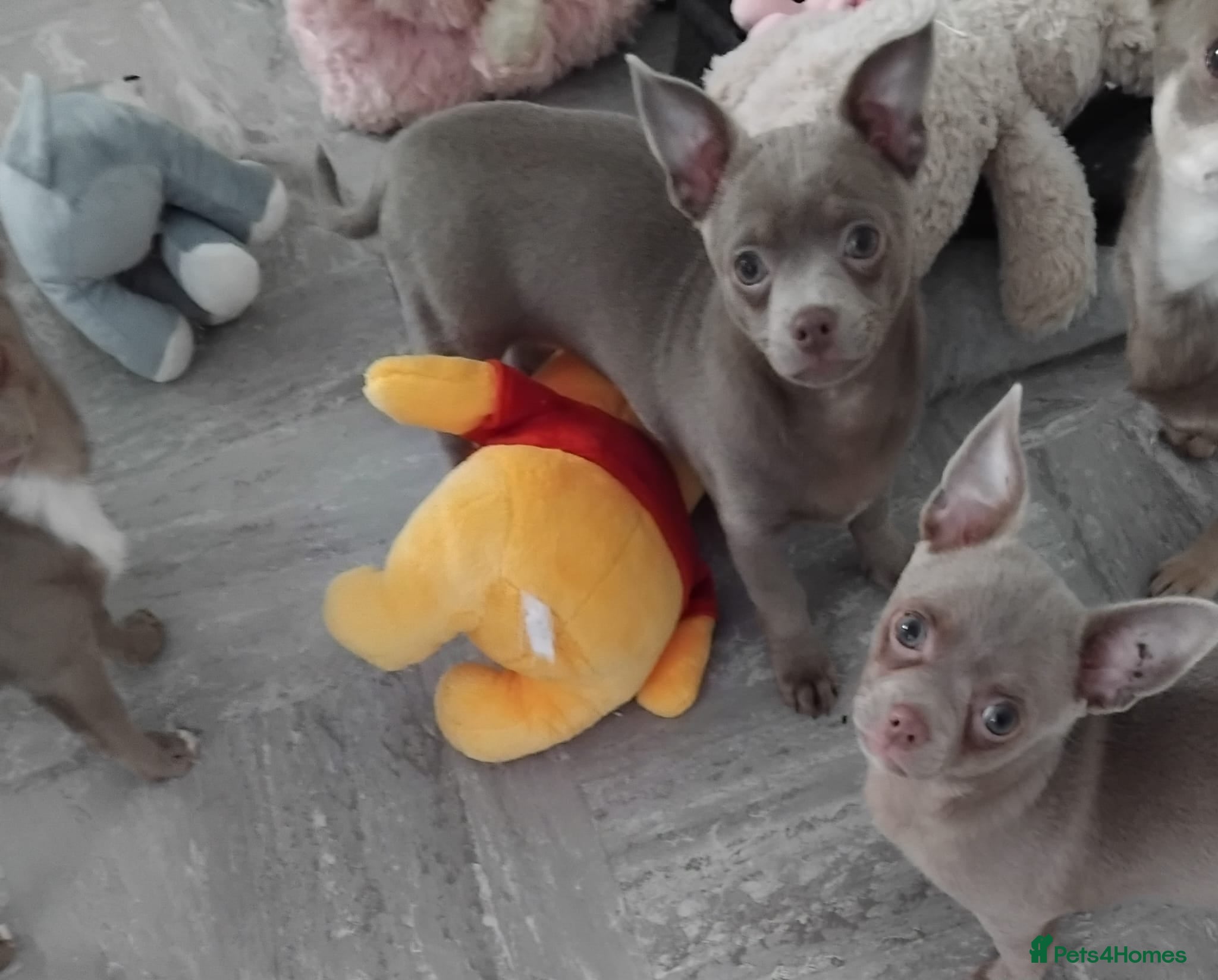 Chihuahua dogs chihuahuas smooth coat  £800 !! boys - Advert 1