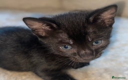 Bengal cats for sale: 5 Bengal Kittens (snow, brown, black) - Image 11