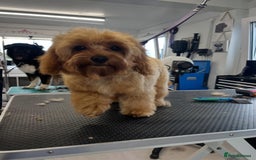 Cavapoo dogs for sale: 6 month old female Cavapoo looking for new home - Image 7