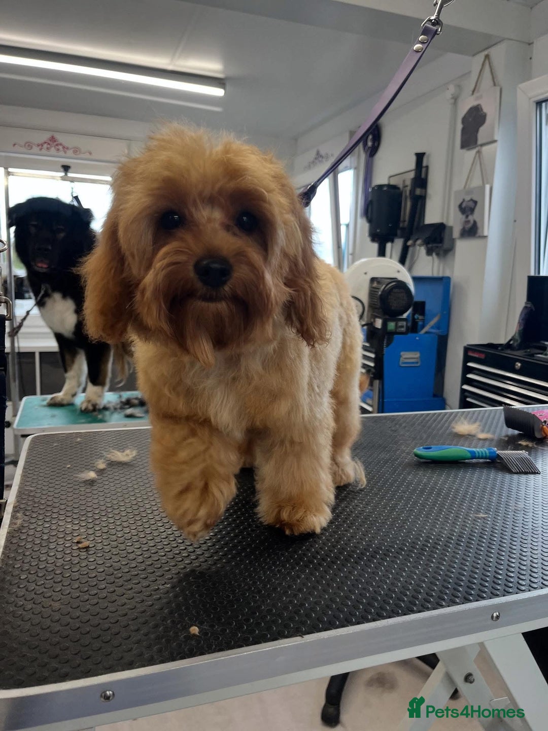Cavapoo dogs for sale: 6 month old female Cavapoo looking for new home - Image 7