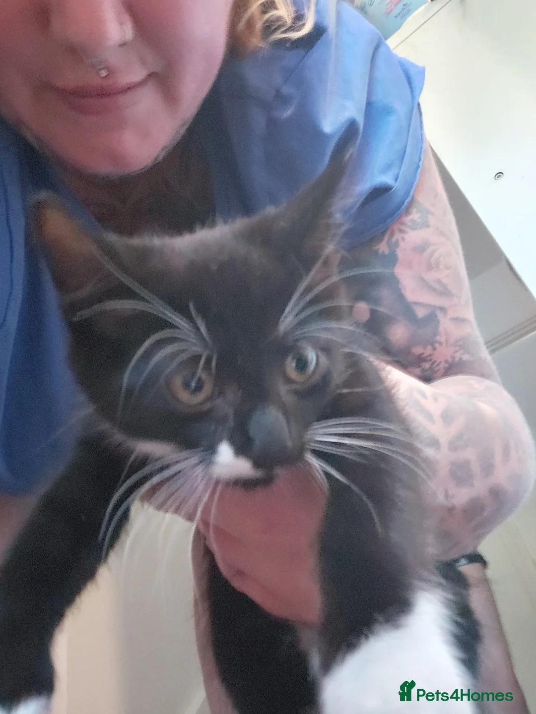 Mixed Breed cats for sale: Beautiful Kittens  - Advert 7