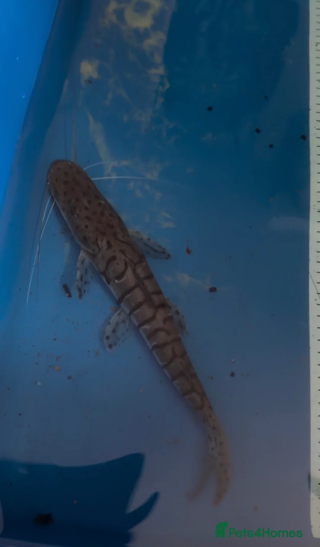 Catfish fish for sale: Tiger shovelnose catfish  in Sudbury - Advert 2