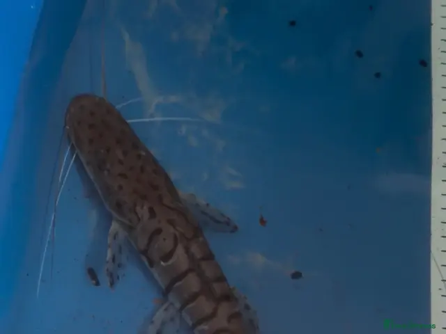 Catfish fish Tiger shovelnose catfish - Advert 2