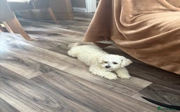 Lhasapoo dogs for sale: Lhasapoo puppies - Image 7