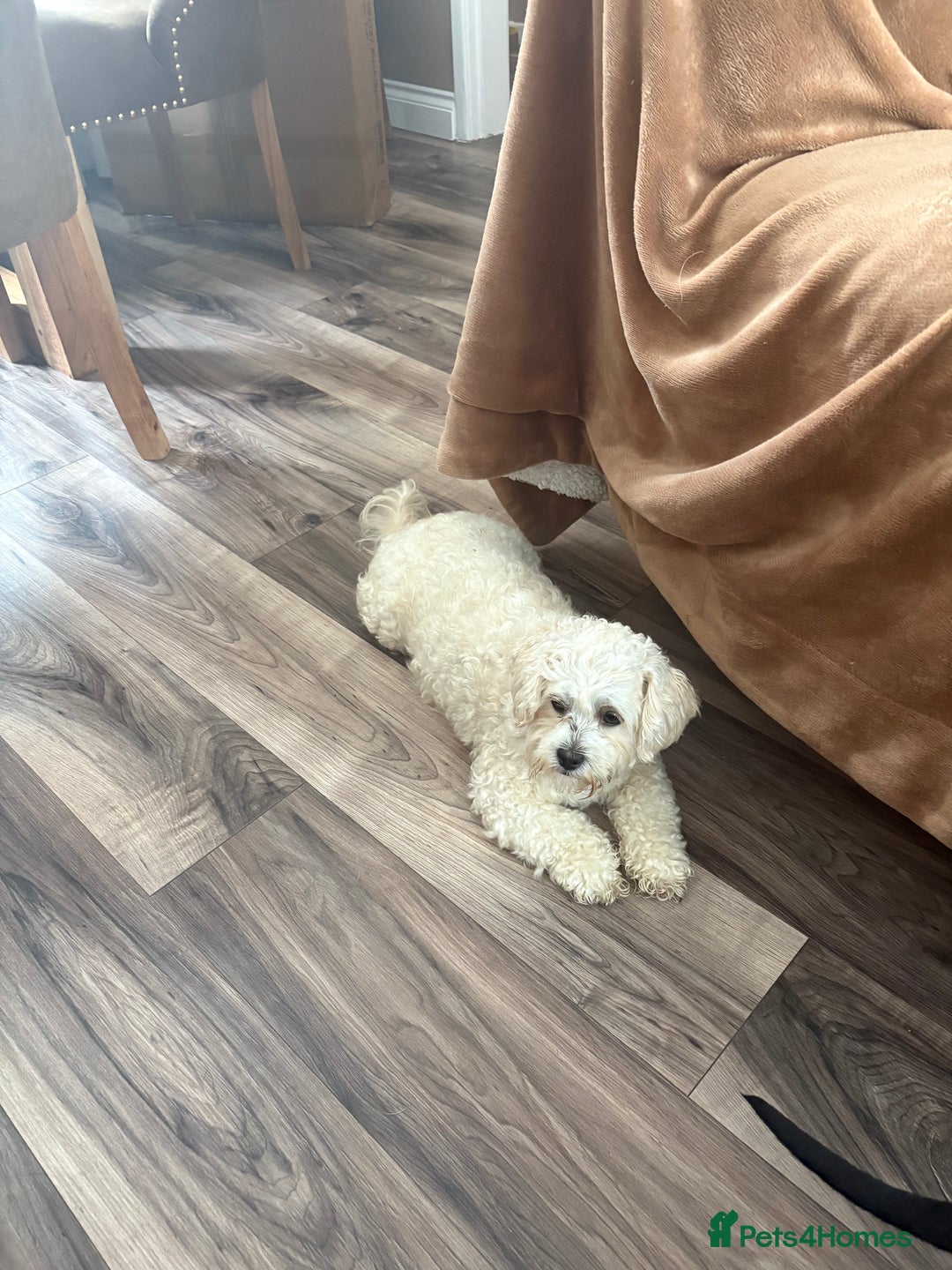 Lhasapoo dogs for sale: Lhasapoo puppies - Image 7