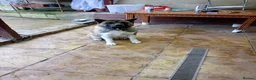 Akita dogs for sale: 🐶🐾🐶🐾 Beautiful Kc reg Akita puppies 🐾🐶 - Advert 3