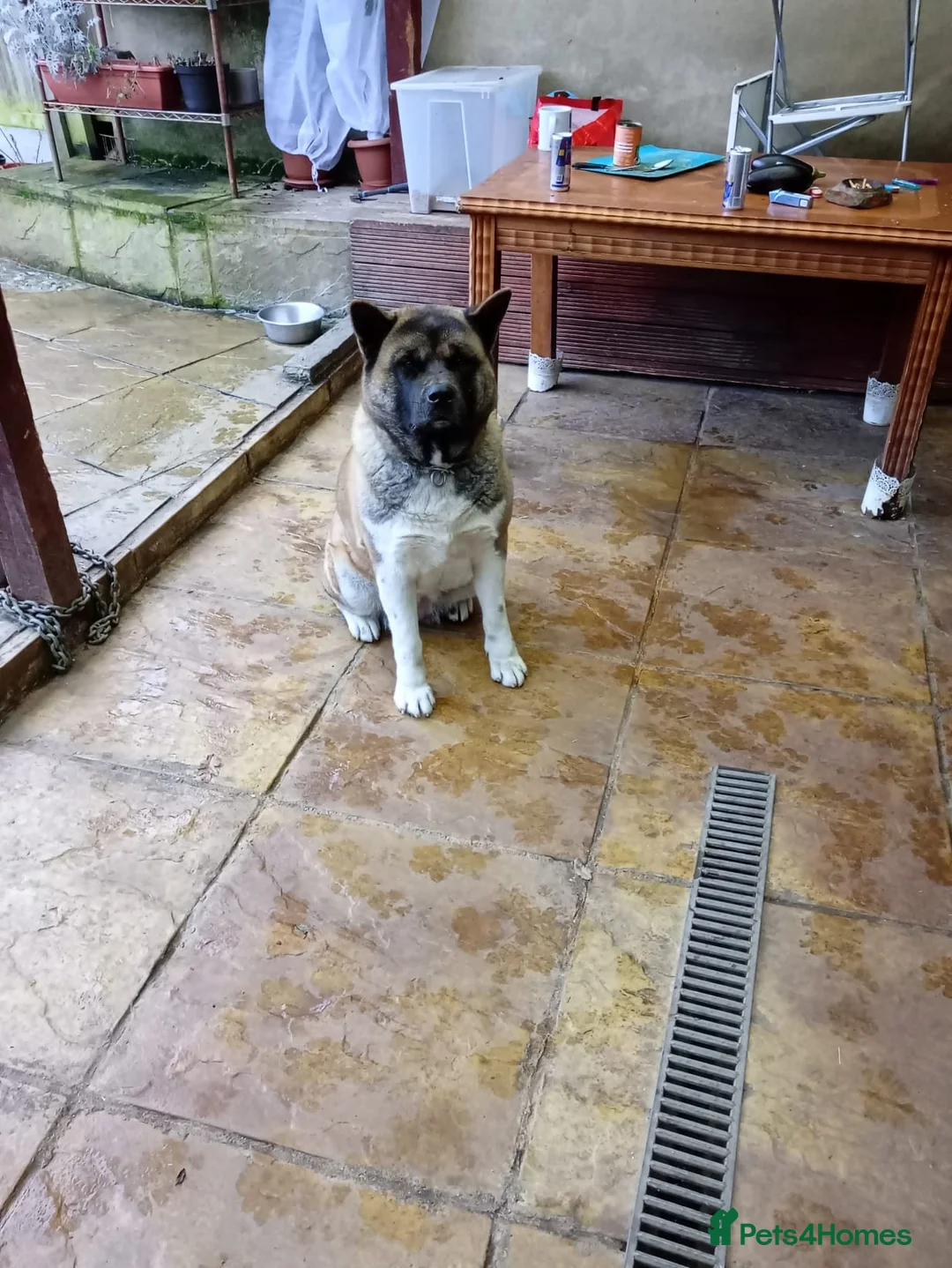 Akita dogs for sale: 🐶🐾🐶🐾 Beautiful Kc reg Akita puppies 🐾🐶 - Advert 3