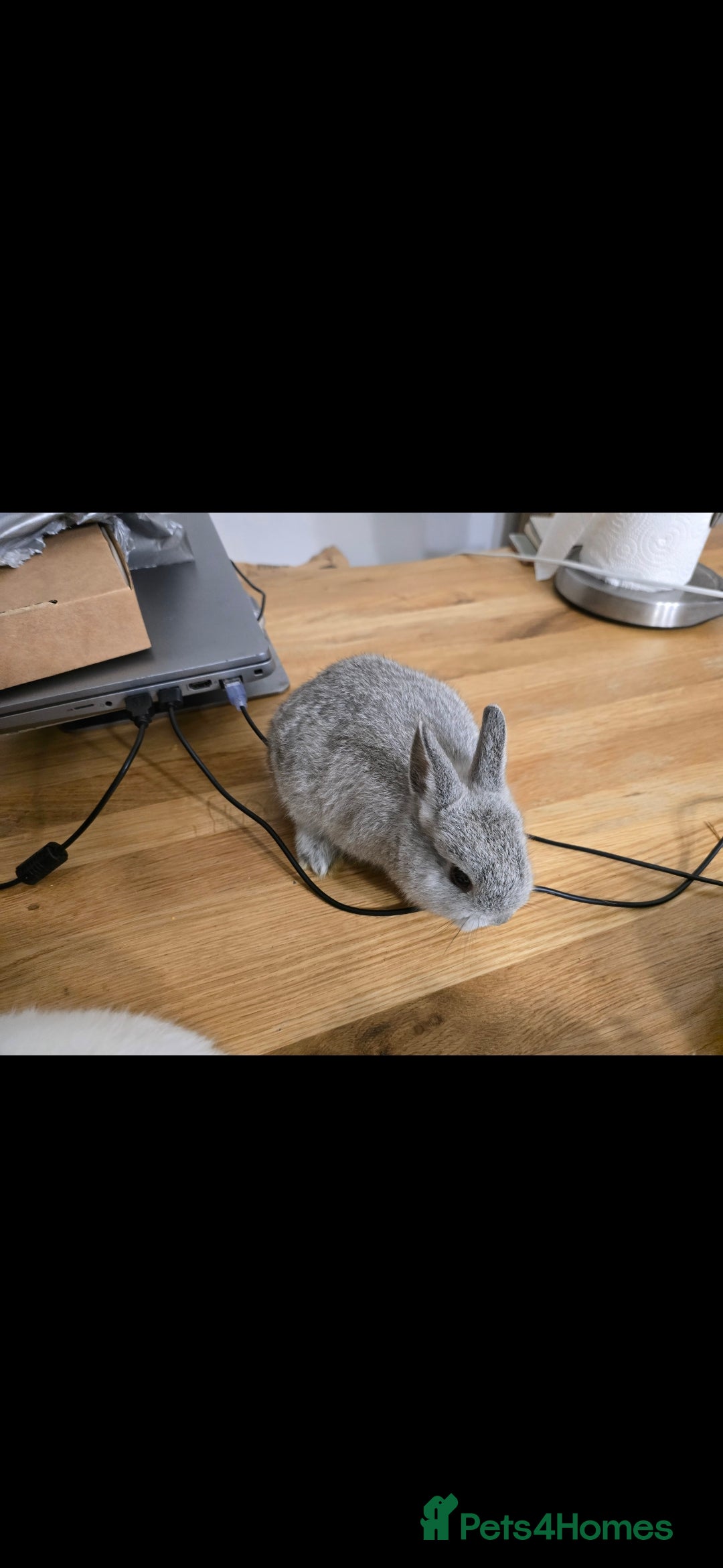 Netherland Dwarf rabbits for sale: ADORABLE NETHERLANDS DWARF RABBIT FOR SALE - Image 5