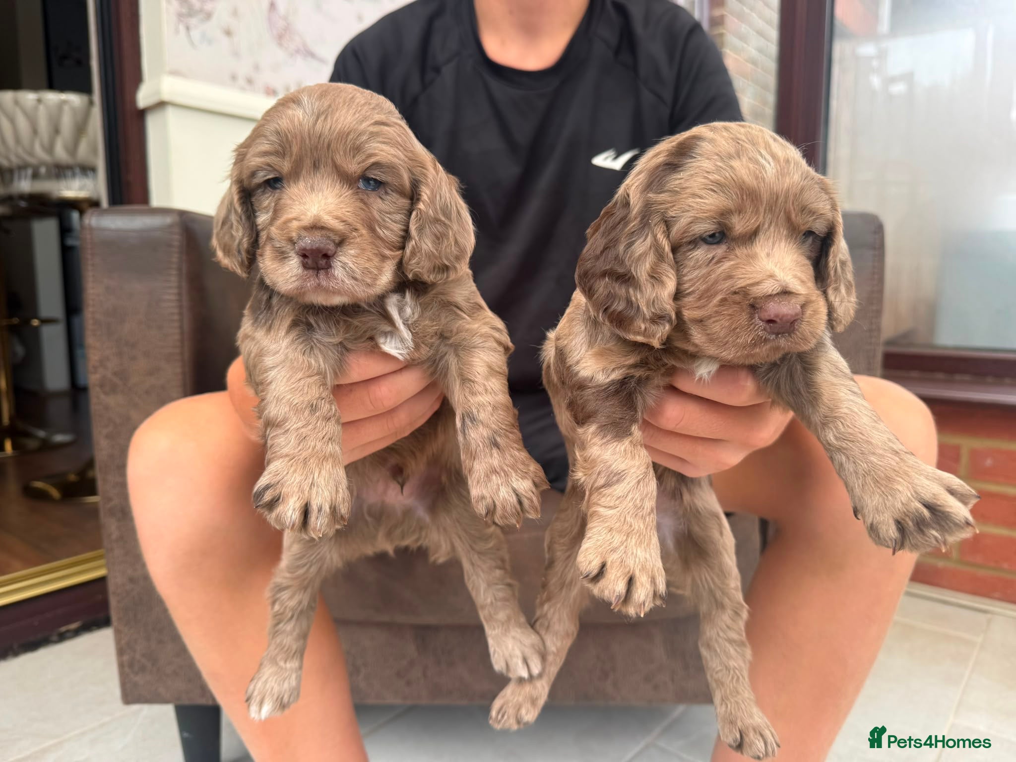 Cocker Spaniel dogs Cocker spaniel  - Advert 2