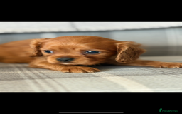 King Charles Spaniel dogs for sale: Beautiful cavalier puppies  - Image 26