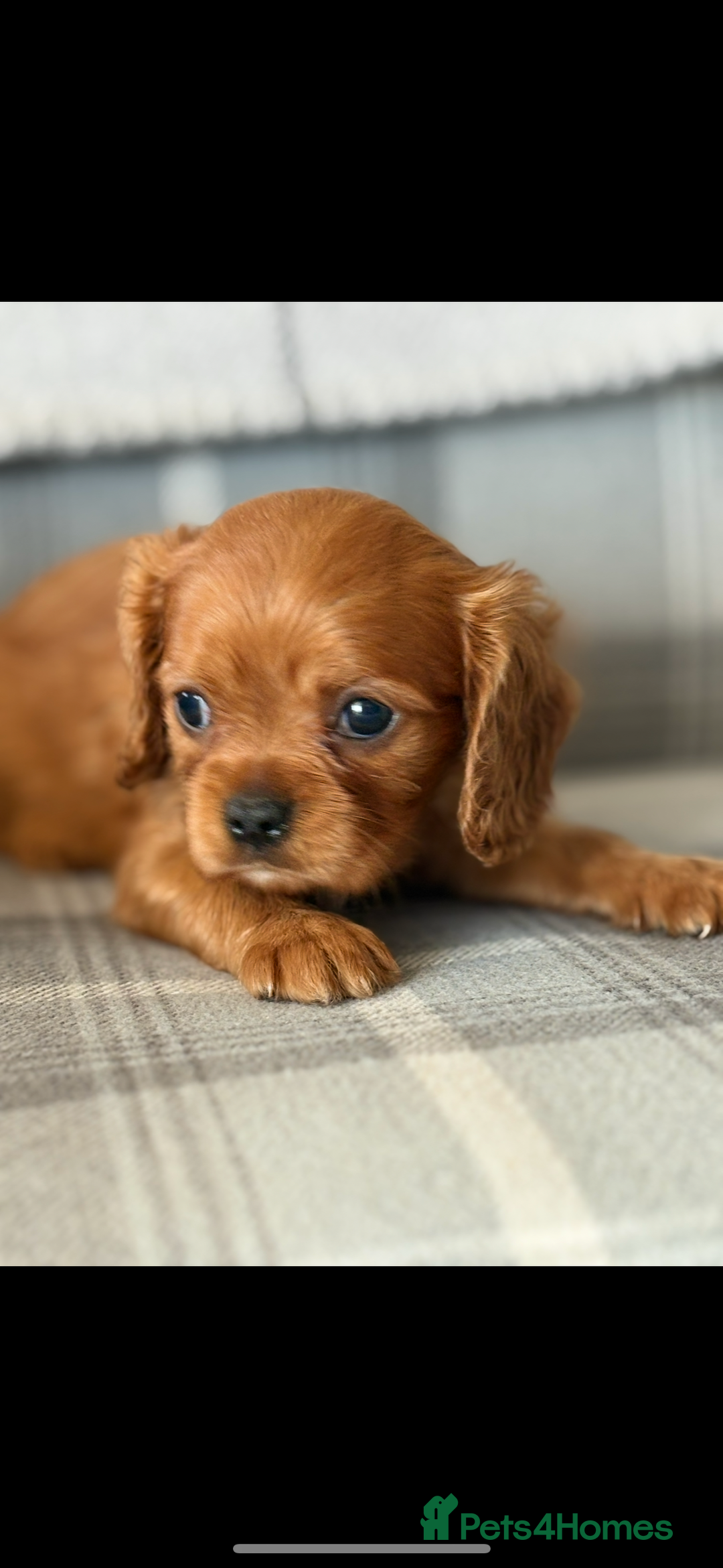 King Charles Spaniel dogs for sale: Beautiful cavalier puppies  - Image 26
