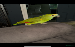 Parrots birds for sale: Beautiful Blue fronted Amazon parrot with cage - Image 1