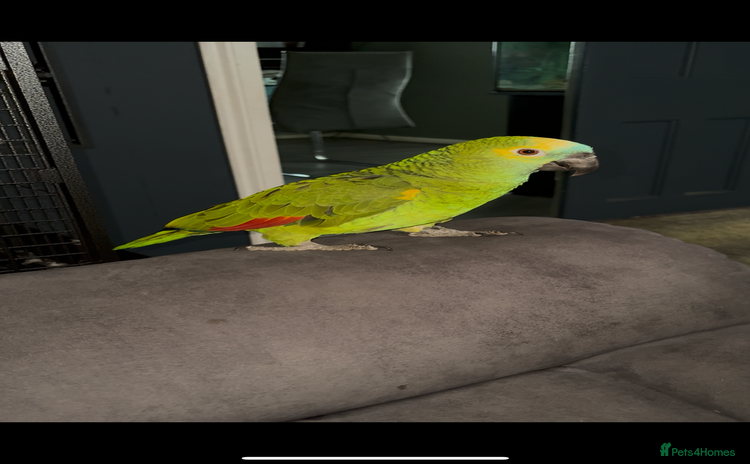 Parrots birds - Advert 1