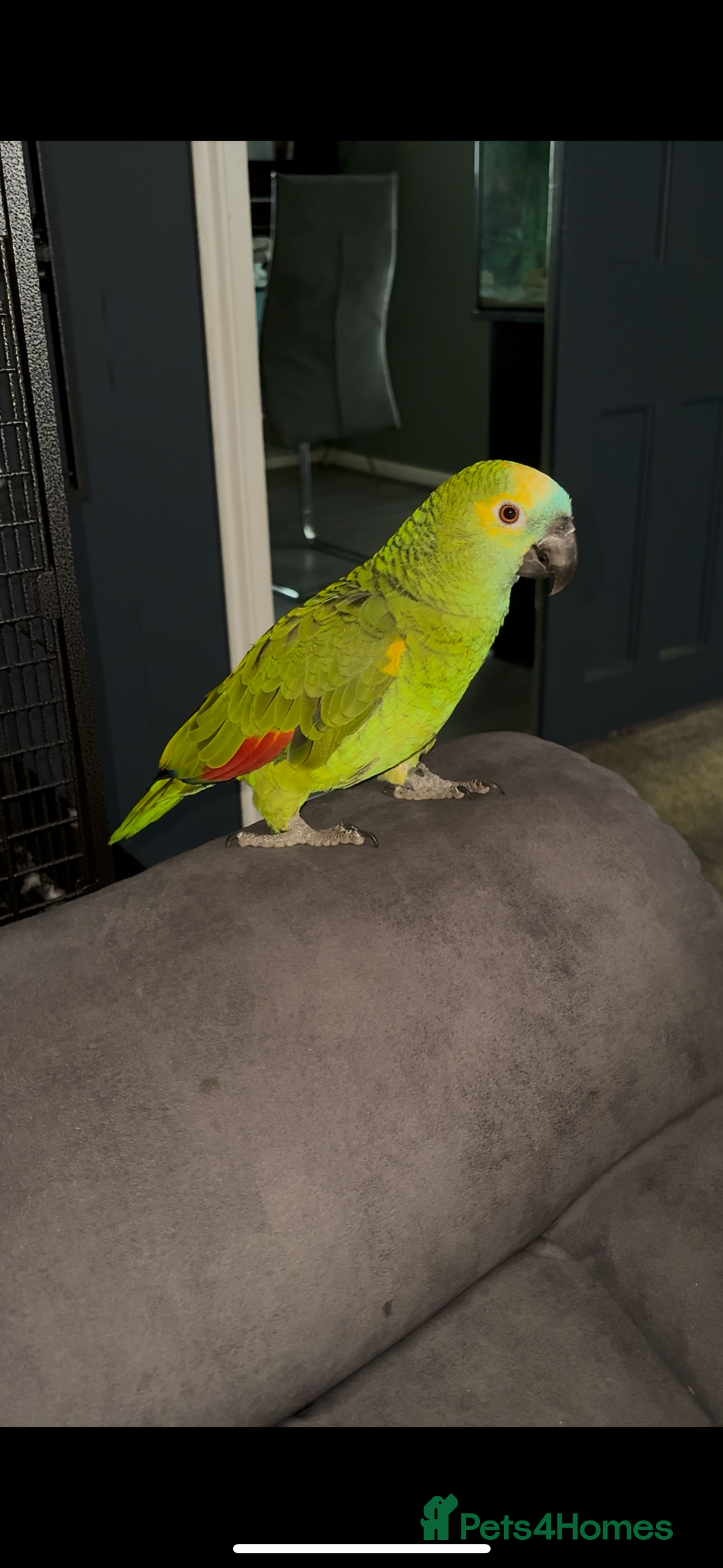 Parrots birds for sale: Beautiful Blue fronted Amazon parrot with cage - Image 1